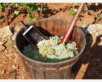Days of Trogir grape picking